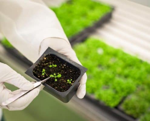 Que son productos Alimentos transgenicos