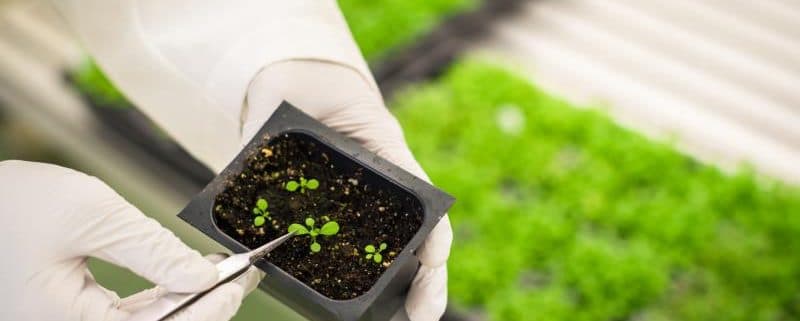 Que son productos Alimentos transgenicos