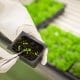 Que son productos Alimentos transgenicos