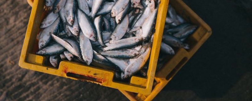 Como-Descongelar-carne-pescado-pan