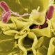 deteccion-analisis-salmonelosis-listeriosis-e-coli-alimentos