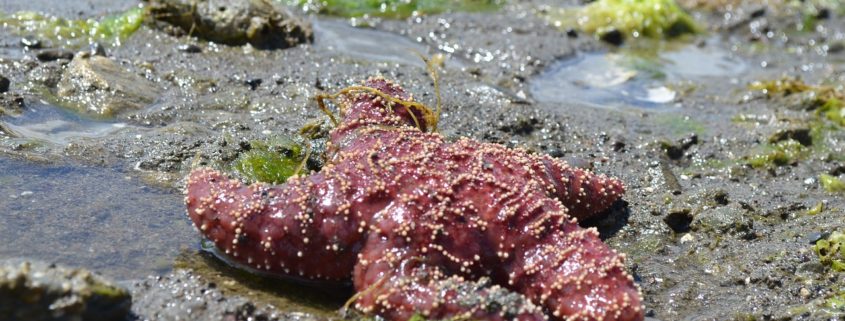biotoxinas marinas
