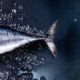 Pescados que contienen mercurio