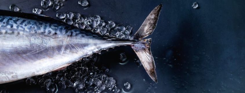 Pescados que contienen mercurio