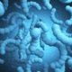 Bacteria E. coli