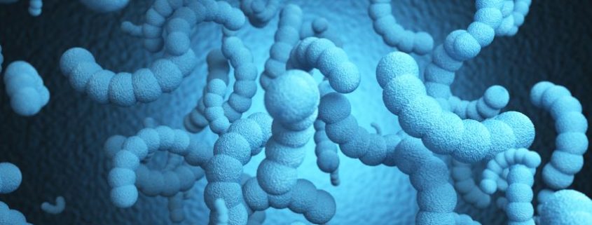 Bacteria E. coli